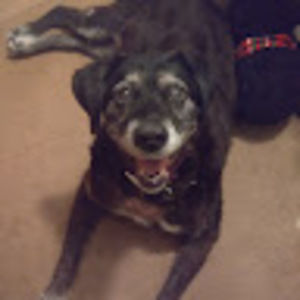 Meet your Posher, Joe